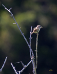 Sedge Wren 2254